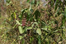 Image result for Lepisanthes senegalensis