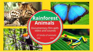 Rainforest Animals For Kids Documentary Name And Sounds Wild Animals Youtube