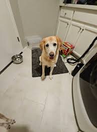 UPDATE! REUNITED WITH THE OWNERS. THANK YOU SO MUCH TO EVERYONE THAT  HELPED! Found: 2 senior dogs. Mostly deaf and blind. The golden is a boy  and the little one is a