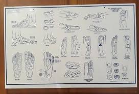 Foot Anatomy Medical Conditions Dry Erase Podiatry Doctor