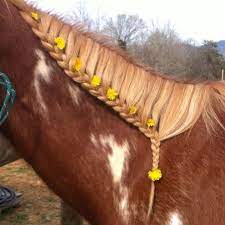 Pin By Rachel Bull On Hair And Beauty Horse Braiding Horses Horse Mane Braids