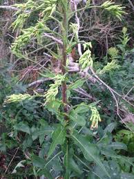 It is notorious for causing intense seasonal allergy symptoms among sufferers. Pin On Mygardenanswers