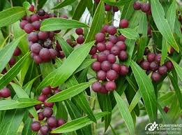 Image result for Grewia microcarpa