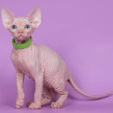 We found 24 'sphynx' adverts for you in 'cats and kittens', in the uk and ireland. Front Page Online Shop