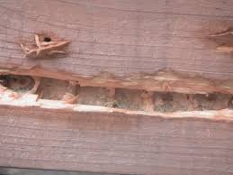 Plug old holes to keep bees from coming back year after year. Carpenter Bees