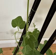 Image result for Kedrostis leloja