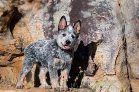 Australian Cattle Dog Breed Information Characteristics Daily Paws