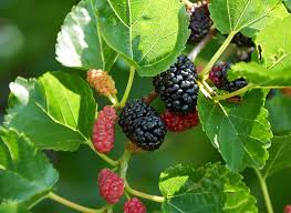 That said, i havent heard of your tree before, sounds interesting. Mulberry Description Uses Major Species Britannica