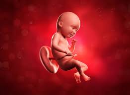 › baby development week by week. 34 Weeks Pregnant What To Expect From Baby This Week Babyyumyum