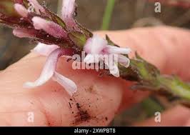 Image result for Striga bilabiata
