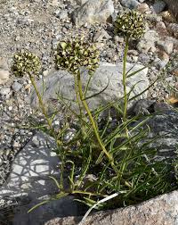 Image result for Asclepias buchwaldii