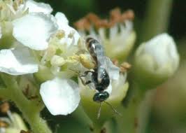 Image result for Isoglossa perdita