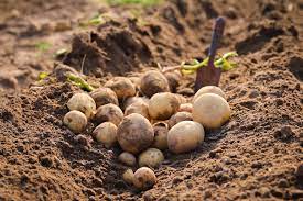 Grow potatoes through the summer in cool northern regions. How To Grow Potatoes In The Ground Thompson Morgan