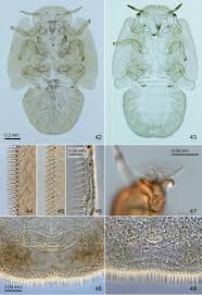 Image result for Agelanthus natalitius