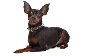 Miniature pinscher puppies are members of the small breed dog family. Miniature Pinscher Puppies For Sale In Florida Adoptapet Com