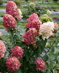 Adaptable to many soils, moderate moisture it's tolerant to zone 3, which is very cold hardy. Fire Light Hardy Hydrangea Hydrangea Paniculata