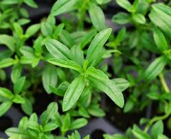 Image result for Satureja