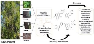 Image result for Teedia lucida