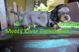 Black And Tan Silver Dapple Dachshund Black And Tan Silver Dapple Dachshund Puppies For Sale Dachshund Puppy Miniature Dachshund