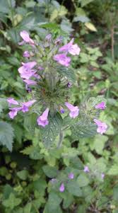 Image result for Clinopodium simense