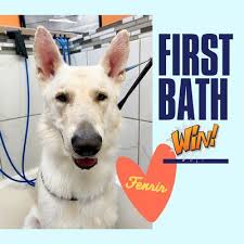 Companies offering dog grooming near nashville, united states. Washpaw 36 Photos 63 Reviews Pet Groomers 4811 Trousdale Dr Nashville Tn United States Phone Number