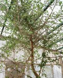 Image result for Commiphora angolensis