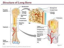 You should make a label that represents your brand and creativity. Bone Structure Diagram Labeled