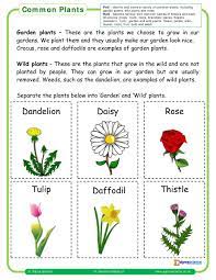 Maybe you would like to learn more about one of these? Y1 Common Plants Sigma Sciencesigma Science