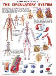 human body charts the circulatory system