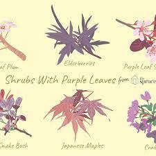 We did not find results for: 9 Ornamental Trees And Shrubs With Purple Leaves