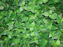 Image result for Dicliptera verticillata