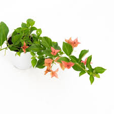 We have this somewhat rare plant in different sizes and colors, something for everyone! Bougainvillea Bambino Pedro