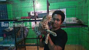 Beli aneka produk kucing bengal online terlengkap dengan mudah, cepat & aman di tokopedia. Kucing Bengal Ricky Cincang Ini Sering Dikira Kucing Hutan Begini Tampangnya Banjarmasin Post