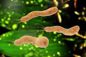 Helicobacter Pylori Infektion Ubertragung Krankheiten Medlexi De