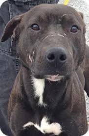 American Pitbull Terrier Mix Black And White Pin By Teylor Baskharoon On Tennessee Adoptables American Pitbull Terrier Pitbulls Labrador Retriever Mix