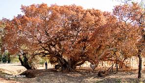 Image result for Ficus ingens