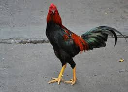 Ada banyak warna bulu yang di miliki oleh ayam jantan mulai dari warna hitam, kuning, blorok dll. 5 Gaya Bertarung Hebat Ayam Bangkok Pakhoy Beserta Video