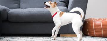 The only detractor is that it's cash only and it can be a little pricey to be cash only. How To Deal With Excessive Dog Barking Purina