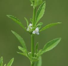 Image result for Scoparia