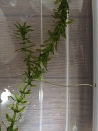 最強水草アナカリスを紹介してみる Solalias