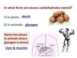 Carbohydrate is stored in the body in the form of glucose or glycogen, which is held in the liver, muscles and fat tissue because carbohydrates are so important to your bodily functions, any excess carbs you eat are stored in your liver, muscles and fat for future use. These Are Both Storage Polysaccharides And Carbohydrates Starches And Glycogen Form Helices In Unbranched Region Muscle Cells Human Liver Simple Carbohydrates