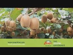 706 likes · 2 talking about this. Zespri Youtube