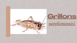 It lies approximately 6 kilometres (4 miles) from the château and village of grignan. The Reptile Passion Comment Preparer Vos Grillons Pour Etre Manges Youtube