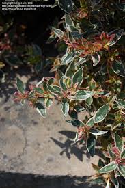 In colder regions the plant may receive severe freeze damage. Plantfiles Pictures Abelia Glossy Abelia Variegated Abelia Silver Anniversary Abelia X Grandiflora By Growin