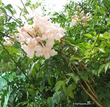 Image result for Podranea