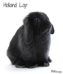 Holland Lop Rabbit Health Temperament Coat Health And Care Petguide Com