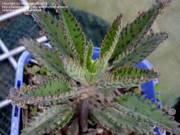 Pin On Succulents