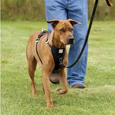 Maybe you would like to learn more about one of these? How To Measure Your Dog For A Harness Orvis News