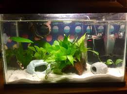 Betta Fish Finally Happy With My Tank Set Up Https Www Flakefood Com 60700 Betta Fish Finally Hap Tropical Fish Tanks Betta Fish Care Betta Aquarium