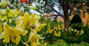 I'm covering flower fields from spring through fall along with the best times to visit, what to bring, and what to prepare for! Wisconsin Explorer Allen Centennial Gardens Uw Madison